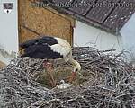 Capi_Dubne_20260519_085003.jpg