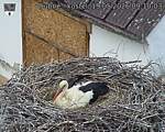 Capi_Dubne_20260519_091003.jpg
