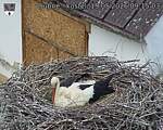 Capi_Dubne_20260519_091503.jpg
