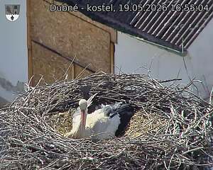 Capi_Dubne_20260519_165504.jpg (1350&nbsp;x&nbsp;1080)