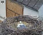 Capi_Dubne_20260519_195003.jpg