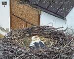 Capi_Dubne_20260519_200003.jpg