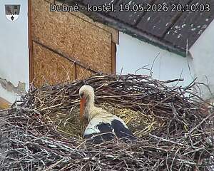 Capi_Dubne_20260519_201003.jpg (1350&nbsp;x&nbsp;1080)