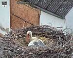 Capi_Dubne_20260519_204002.jpg