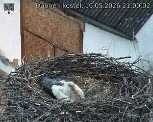 Capi_Dubne_20260519_210002.jpg (1350&nbsp;x&nbsp;1080)