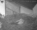 Capi_Dubne_20260519_212003.jpg