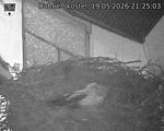 Capi_Dubne_20260519_212503.jpg
