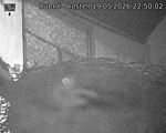 Capi_Dubne_20260519_225002.jpg