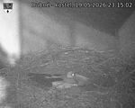 Capi_Dubne_20260519_231502.jpg