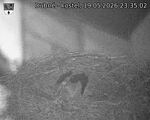 Capi_Dubne_20260519_233502.jpg