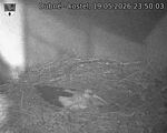 Capi_Dubne_20260519_235003.jpg