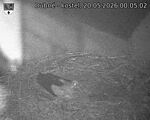 Capi_Dubne_20260520_000502.jpg