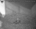 Capi_Dubne_20260520_013502.jpg