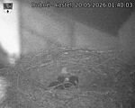 Capi_Dubne_20260520_014003.jpg