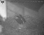 Capi_Dubne_20260520_024003.jpg