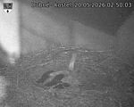 Capi_Dubne_20260520_025003.jpg