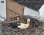 Capi_Dubne_20260520_050002.jpg