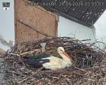 Capi_Dubne_20260520_050503.jpg