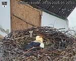 Capi_Dubne_20260520_052003.jpg