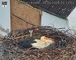 Capi_Dubne_20260520_052502.jpg