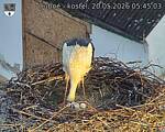 Capi_Dubne_20260520_054503.jpg