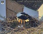 Capi_Dubne_20260520_060502.jpg