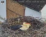 Capi_Dubne_20260520_061003.jpg