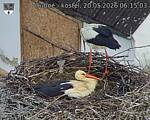 Capi_Dubne_20260520_061503.jpg