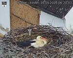 Capi_Dubne_20260520_062003.jpg