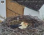 Capi_Dubne_20260520_063002.jpg
