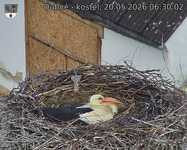 Capi_Dubne_20260520_063002.jpg (1350&nbsp;x&nbsp;1080)