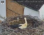 Capi_Dubne_20260520_065004.jpg