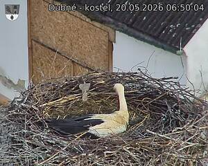 Capi_Dubne_20260520_065004.jpg (1350&nbsp;x&nbsp;1080)