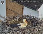 Capi_Dubne_20260520_065503.jpg