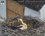 Capi_Dubne_20260520_070003.jpg