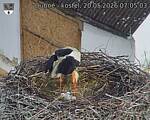 Capi_Dubne_20260520_070503.jpg