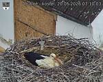 Capi_Dubne_20260520_071003.jpg