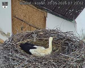Capi_Dubne_20260520_072002.jpg (1350&nbsp;x&nbsp;1080)