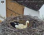 Capi_Dubne_20260520_072504.jpg
