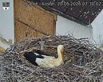Capi_Dubne_20260520_073002.jpg