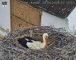 Capi_Dubne_20260520_073503.jpg