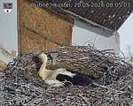 Capi_Dubne_20260520_080503.jpg