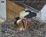 Capi_Dubne_20260520_081002.jpg