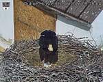 Capi_Dubne_20260520_092004.jpg