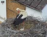 Capi_Dubne_20260520_095003.jpg