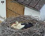 Capi_Dubne_20260520_100503.jpg