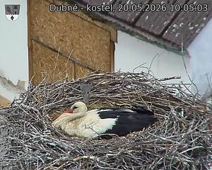 Capi_Dubne_20260520_100503.jpg (1350&nbsp;x&nbsp;1080)