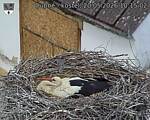 Capi_Dubne_20260520_101502.jpg