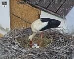 Capi_Dubne_20260520_102504.jpg