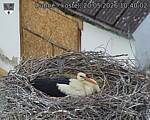 Capi_Dubne_20260520_104002.jpg